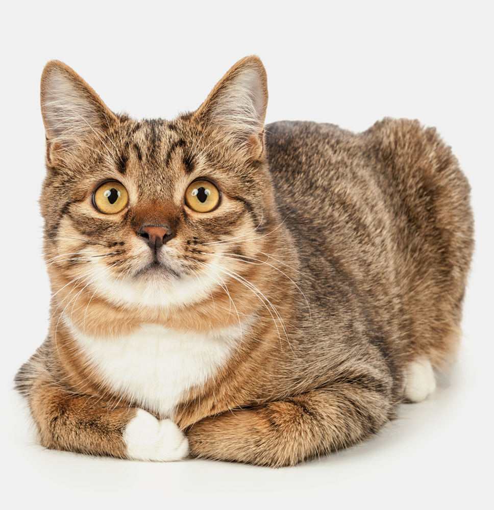 boarding image, cat, Bartlesville Animal Hospital